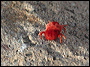 Red Velvet Mite in the Superstitions